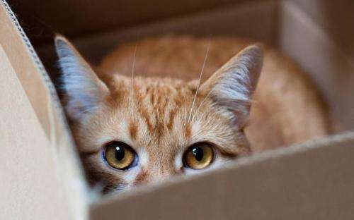 cat-in-a-box08-1